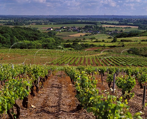 Vineyards in the Layon Valley near FayedAnjou  MaineetLoire France   Coteaux du Layon