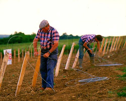Putting in stakes and wires for new vineyard   Vouvray IndreetLoire France