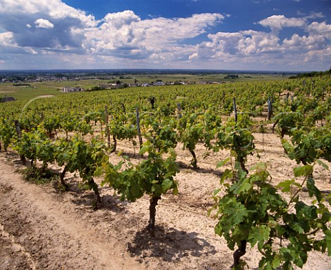 Cabernet Franc vineyards above the Loire Valley at   StNicolasdeBourgueil IndreetLoire France
