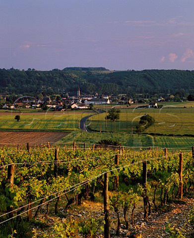 Vineyard above La ChartresurleLoir and Le Loir river Sarthe   France   AC Jasnires