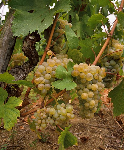 Viognier grapes in vineyard of Chteau Grillet Vrin France Chteau Grillet
