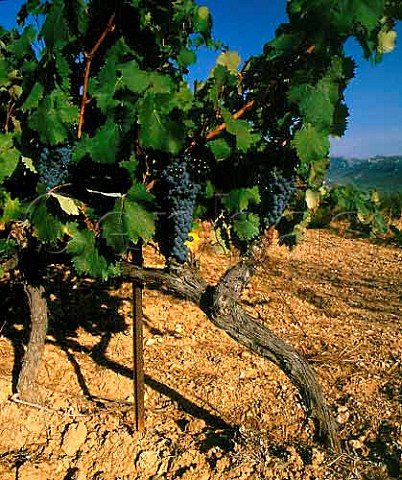 Mourvdre vines trained on wires in vineyard of   Moulin des Costes Bandol Var France   AC Bandol