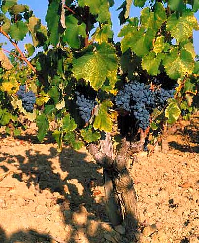 Mourvdre vines individually staked in vineyard of   Moulin des Costes Bandol Var France   AC Bandol