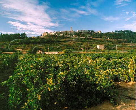 Vineyards below village of La CadiredAzur   Var France   AC Bandol