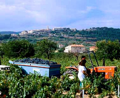 Harvesting Cinsaut for Bunan brothers Moulin des   Costesat La Cadiere dAzur Provence    AC Bandol