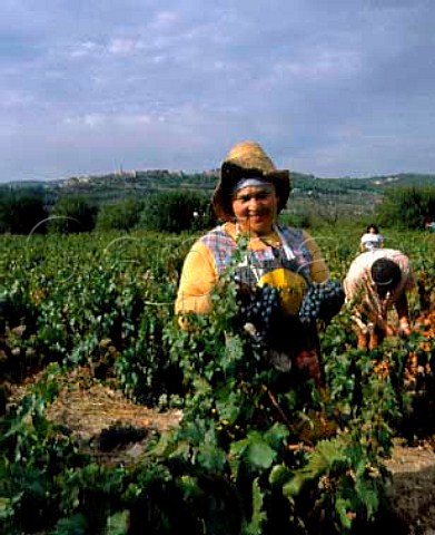 Harvesting Cinsaut grapes for Bunan brothers Moulin   des Costes at La Cadire dAzur Var France    AC   Bandol