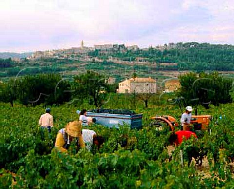 Harvesting Cinsaut for Bunan brothers Moulin des   Costesat La Cadiere dAzur Provence    AC Bandol