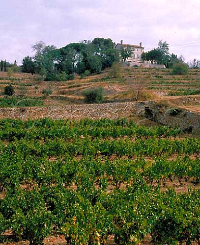 Grenache vineyard below Chteau la Rouvire   Le Castellet Var France    AC Bandol