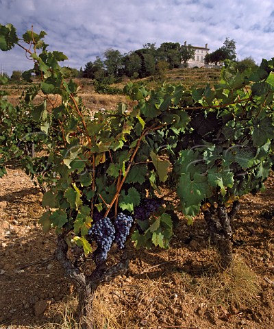 Mourvdre vineyard on terraces below Chteau la   Rouvire Le Castellet Var France   AC Bandol