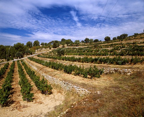 Old Mourvdre vineyard on terraces below  Chteau la Rouviere of Pierre Bunan Le Castellet  Var France         AC Bandol
