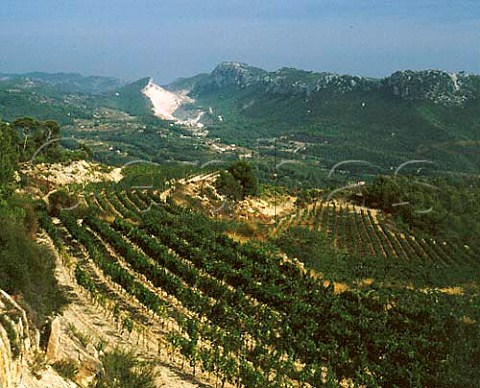 Vineyards of Chteau de Pibarnon La CadiredAzur   Var France        AC Bandol