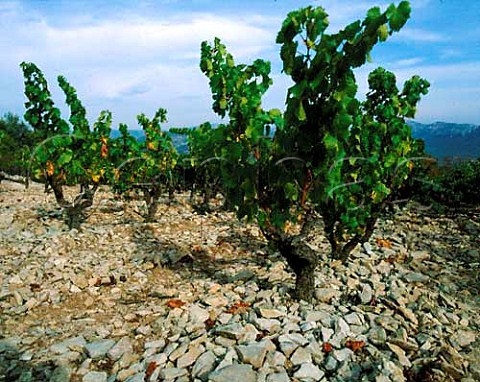 Grenache vineyard of Chteau de Pibarnon   La CadiredAzur Var France  AC Bandol