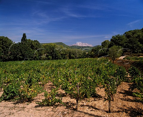 Vineyard of Chteau Simone with Montagne SteVictoire in the distance  Meyreuil BouchesduRhne France   AC Palette