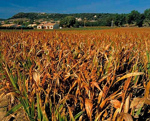 Field of Sorghum    Rians Var France   Provence