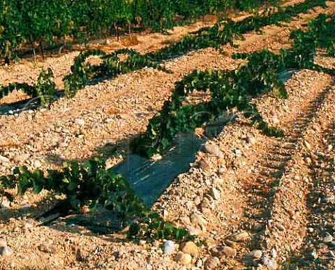 Young vineyard near Pertuis Vaucluse France  Ctes du Lubron