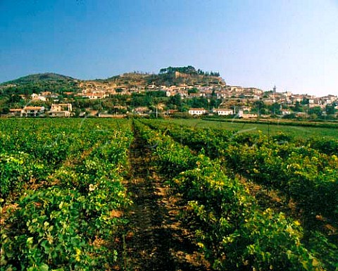 Vineyard at Cadenet Vaucluse France   Ctes du Lubron