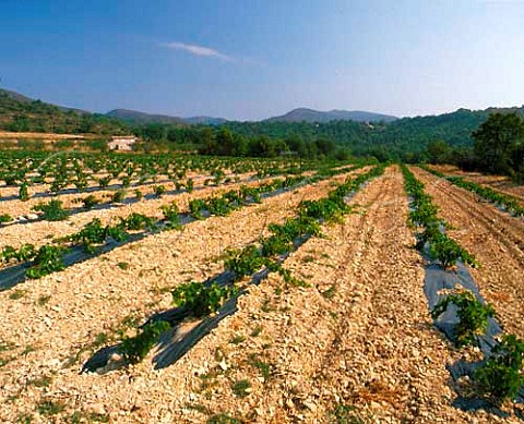 Newly planted vineyard with Montagne du Lubron in   the distance    Near Cadenet Vaucluse France   Ctes du Lubron