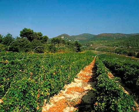 Vineyard with Montagne du Lubron beyond   near Cadenet Vaucluse France   Ctes du Lubron