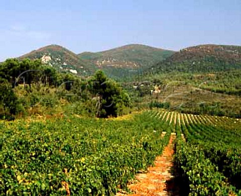 Vineyards with Montagne du Luberon beyond near   Cadenet Vaucluse Cotes du Luberon