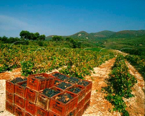 Harvested grapes awaiting collection by the local    cooperative with the Montagne du Lubron beyond   Near Cadenet Vaucluse France  Ctes du Lubron