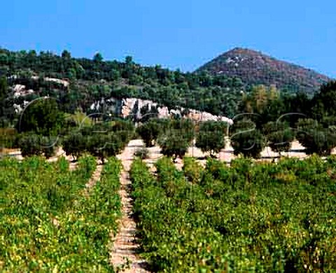 Vineyards and olive trees near Cadenet Vaucluse    Cotes du Luberon