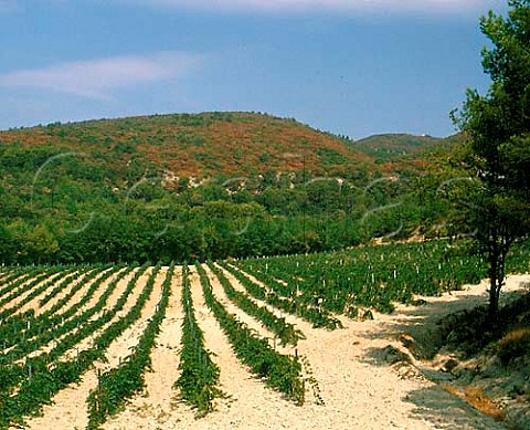 Syrah vineyard of Chteau la Verrerie near Cadenet   Vaucluse France    Ctes du Lubron