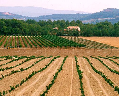 New vineyard near Joucas Vaucluse  France    Ctes du Ventoux