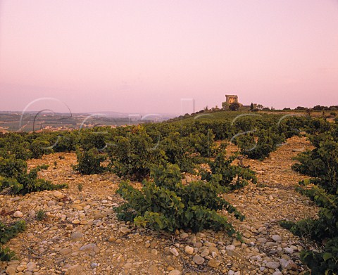 Dusk falls over the Clos des Papes vineyard owned by Paul Avril and the ruins of the papal chteau at  ChteauneufduPape Vaucluse France