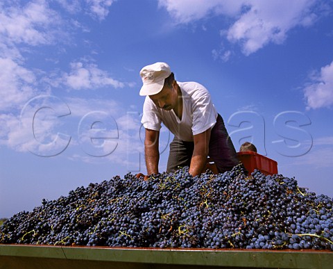 Harvesting Grenache grapes of Chteau des Fines   Roches ChteauneufduPape Vaucluse France