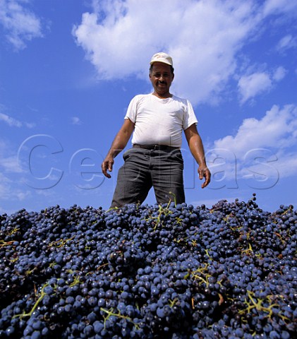 Harvesting Grenache grapes for   Chteau des FinesRoches ChteauneufduPape   Vaucluse France