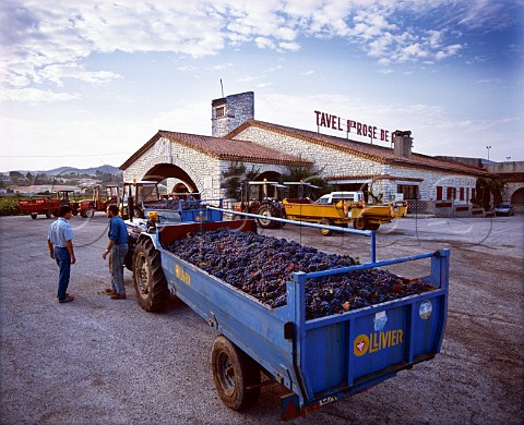 Grapes waiting to be unloaded at the Tavel   cooperative Gard France  Tavel