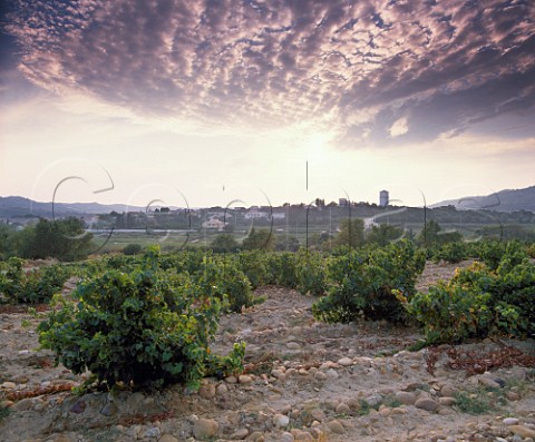 Vineyard at Tavel Gard France Tavel