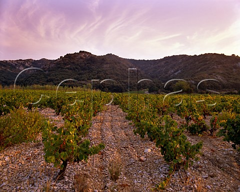Vineyard at Lirac Gard France 