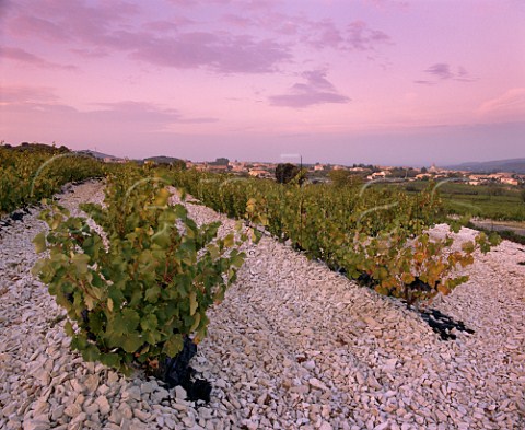 Grenache vineyard on limestone covered soil at   Lirac Gard France  Lirac