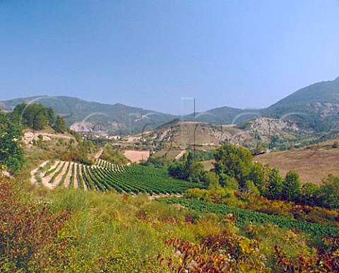 Muscat vineyards in the hills above the River Drome   near Saillans AC Clairette de Die