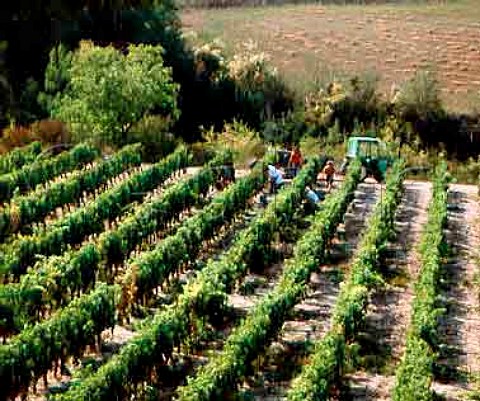 Harvesting in vineyard in the Drme valley   near Saillans Drme France   AC Clairette de Die