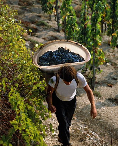 Carrying harvested Syrah grapes off the Hill of   Hermitage for DelasFrres   TainlHermitage   Drme France   AC Hermitage