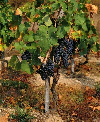 Syrah vines of Delas Frres on the   granite soil of the Hill of Hermitage  TainLHermitage Drme France   AC Hermitage