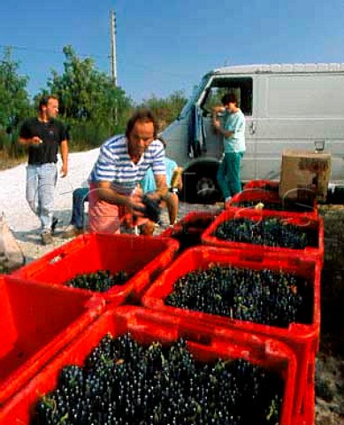 Boxes of Syrah grapes from a vineyard of Delas   Freres on the hill of Hermitage