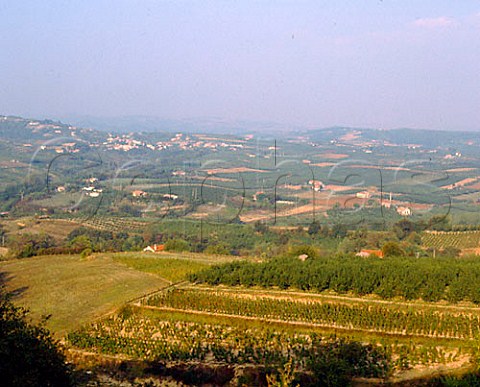 Vineyards of CrozesHermitage with village of   Larnage in distance