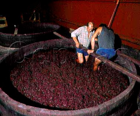 Foulage the traditional method of submerging the   grape skin cap for the Hermitage wine of   M Chapoutier Tain lHermitage Drme France