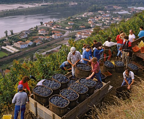 Harvesting Syrah grapes of Domaine Guigal on the   steep slopes of the Cte Rtie above Ampuis and the   River Rhne Rhne France   Cte Rtie