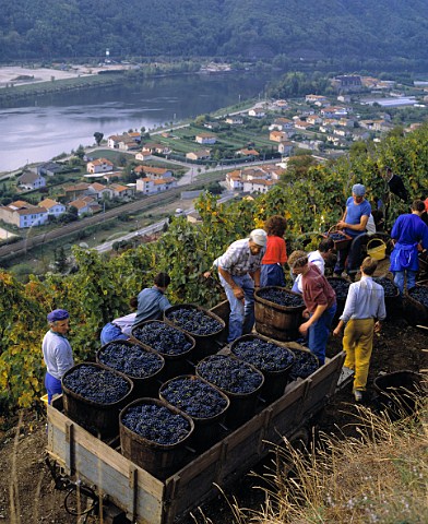 Harvesting Syrah grapes of Domaine Guigal on the   steep slopes of his La Landonne vineyard above   Ampuis and the River Rhne    Rhne France   AC Cte Rtie