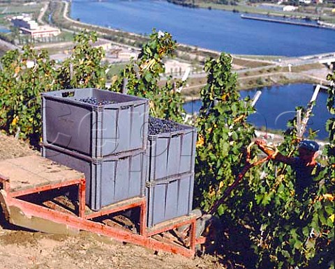 Domaine Guigal use an electric winch to haul their   grapes up the steepest part of the Cte Brune above   Ampuis Rhne France   Cte Rtie