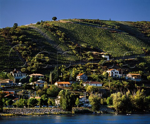 Vineyards of the Cte Rtie above Ampuis and the   River Rhne Rhne France   Cte Rtie