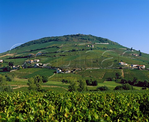 Vineyards around Mont Brouilly Rhne France  Cte de Brouilly  Beaujolais