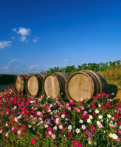 Barrel display and flowers by vineyard at StAmour SaneetLoire France SaintAmour  Beaujolais