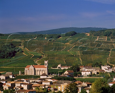 Chardonnay vineyards above village of Fuiss   SaneetLoire France  PouillyFuiss