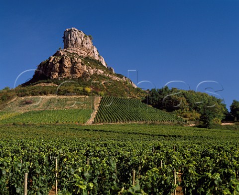 Chardonnay vineyards below the Rock of Solutr  SolutrPouilly SaneetLoire France  PouillyFuiss  Mconnais