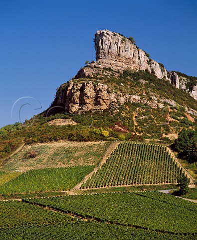 Chardonnay vineyards below the Rock of Solutr   SolutrPouilly SaneetLoire France  PouillyFuiss  Mconnais